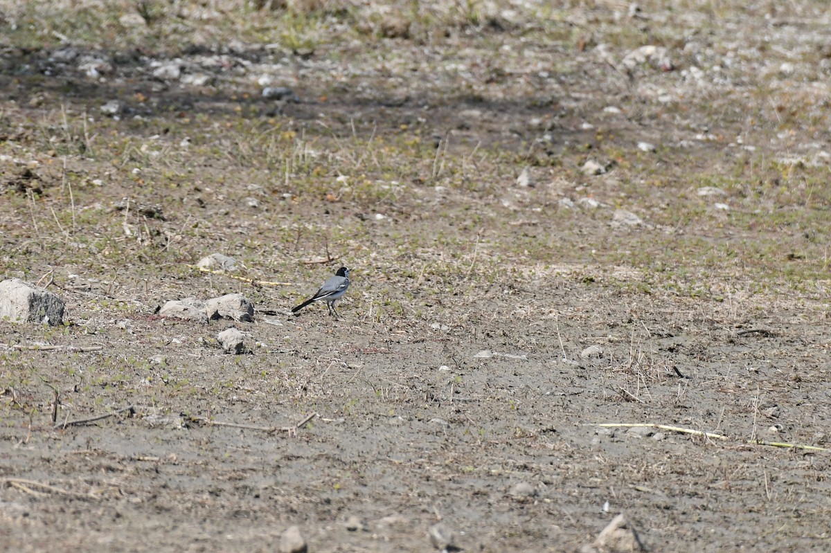 konipas bílý - ML647749433