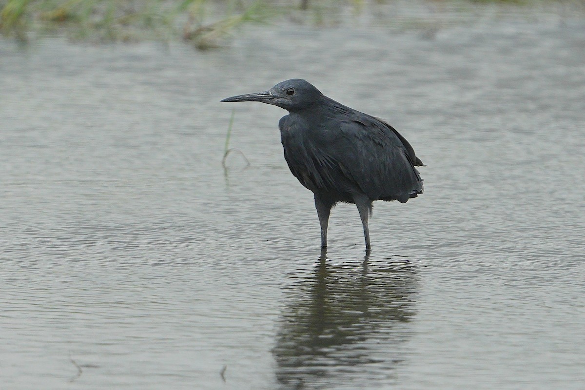 Glockenreiher - ML647749434