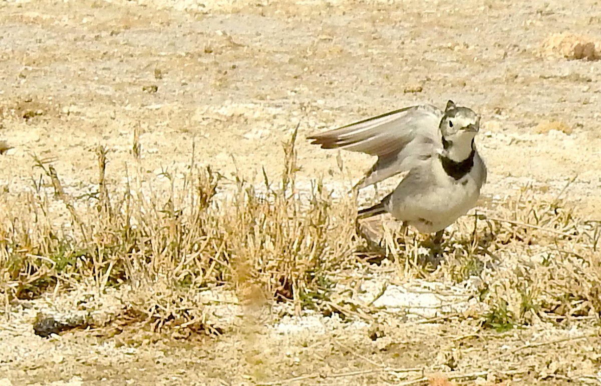 konipas bílý - ML647749462