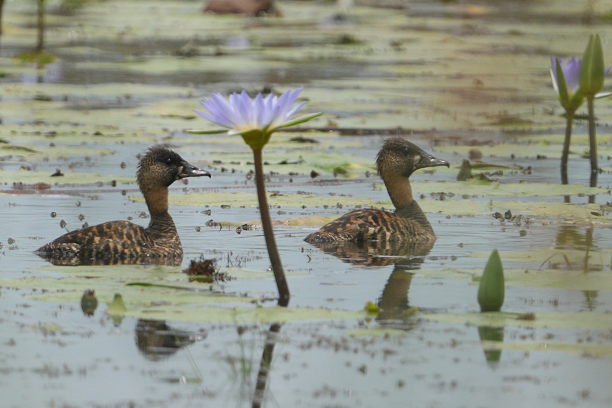 White-backed Duck - ML647749464