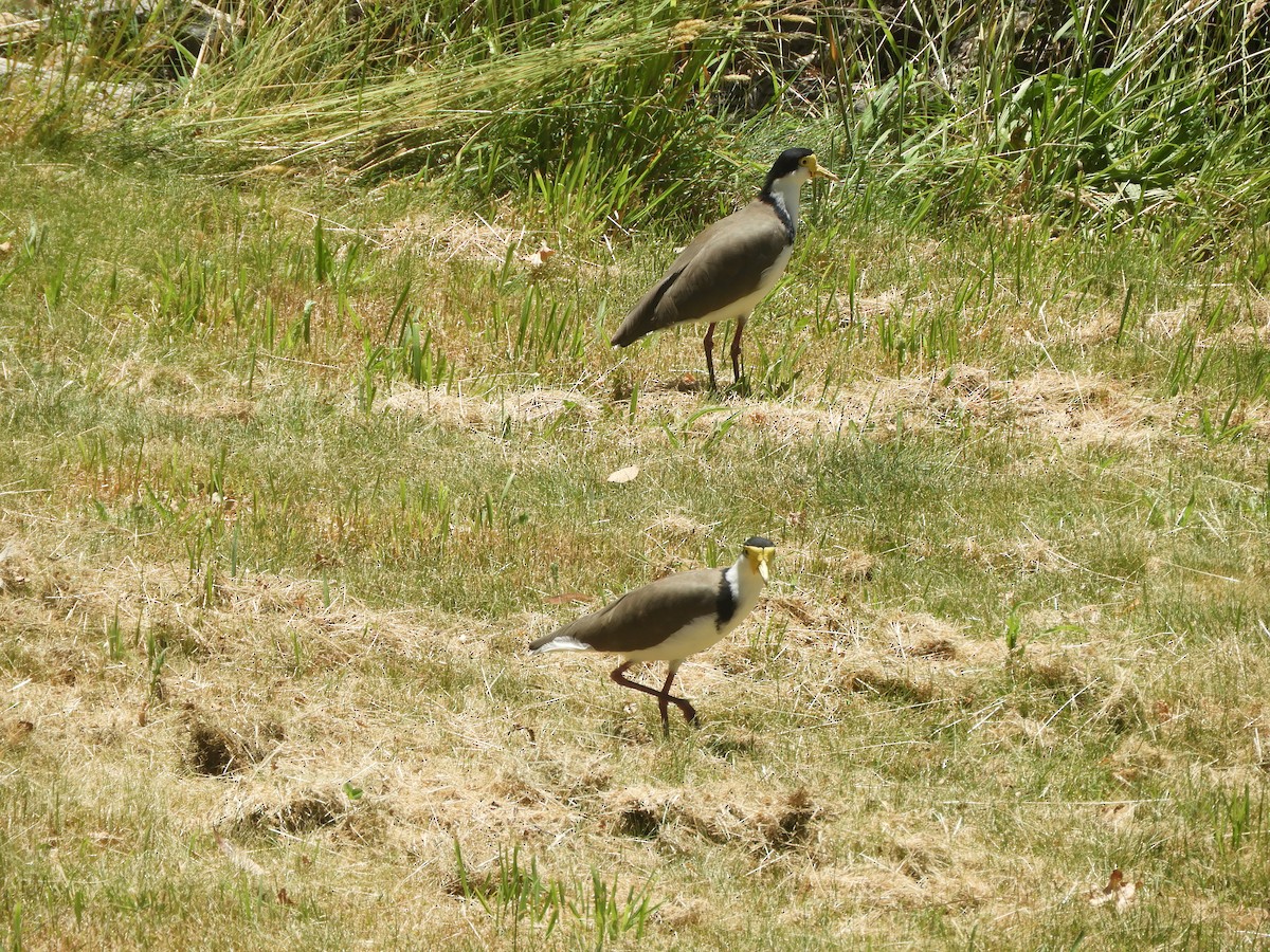 Hegabera maskaraduna - ML647749468