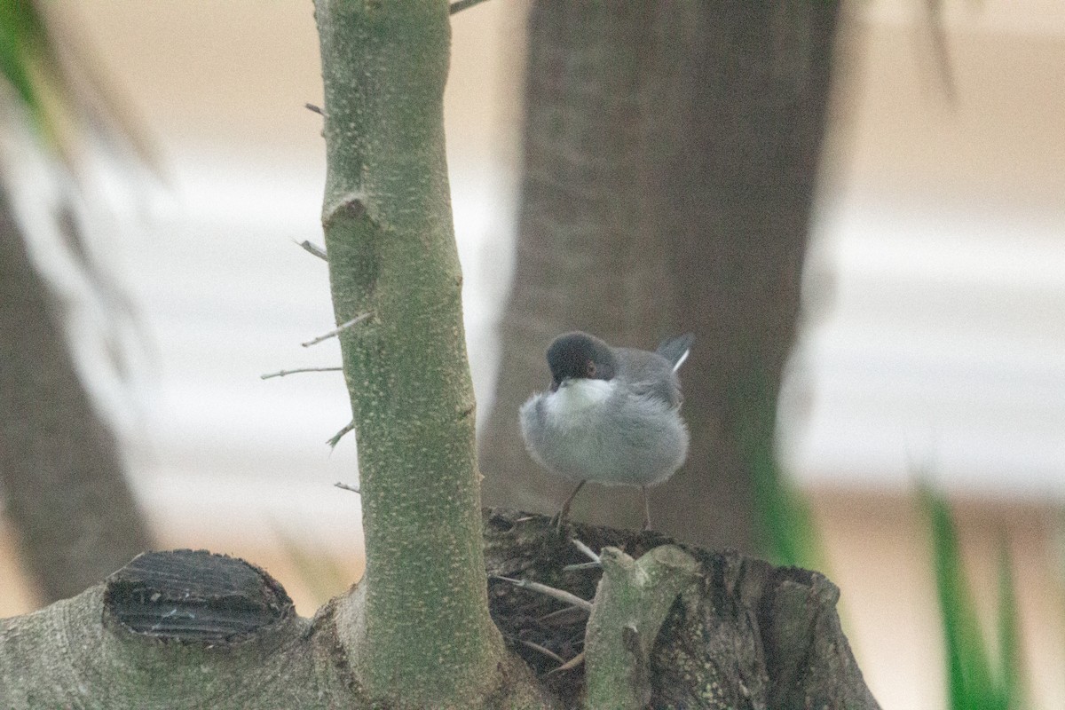 Sardinian Warbler - ML647749492