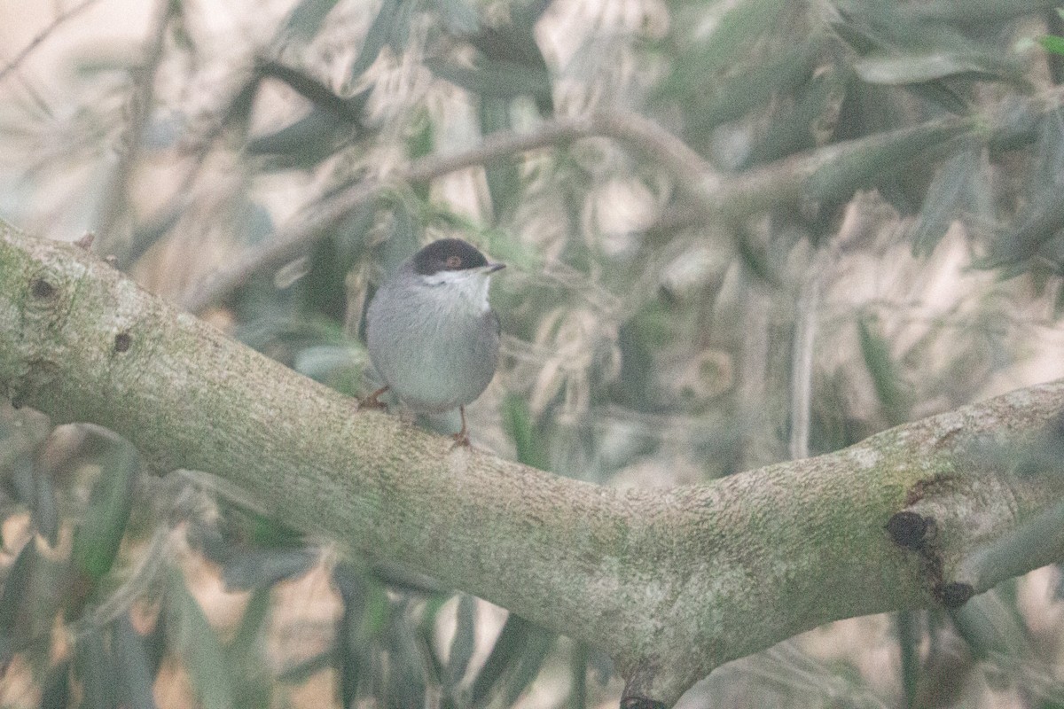 Sardinian Warbler - ML647749493