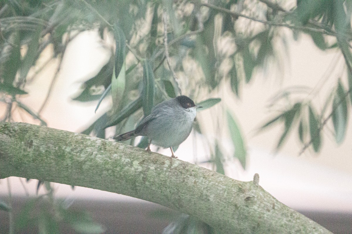 Sardinian Warbler - ML647749494