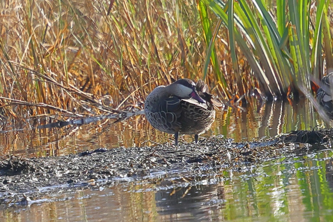 Red-billed Duck - ML647749497