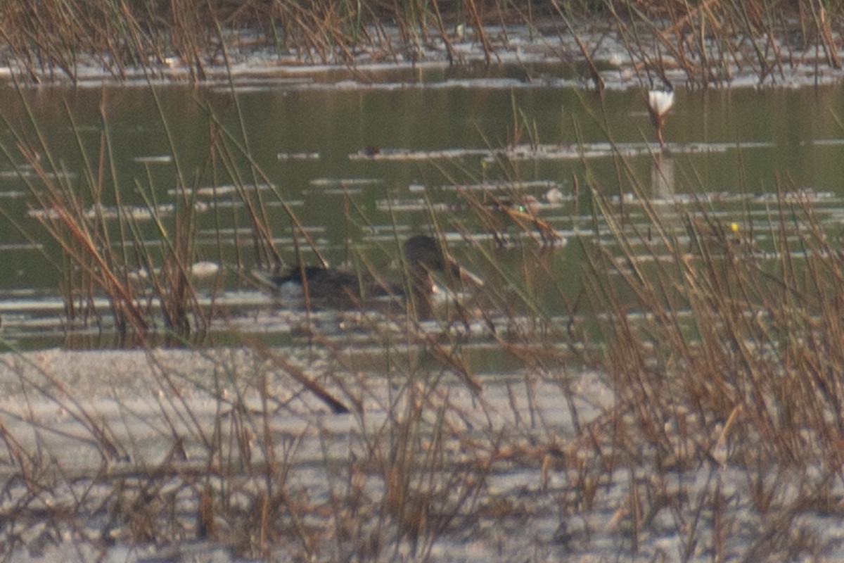 Mestolone - ML647749516