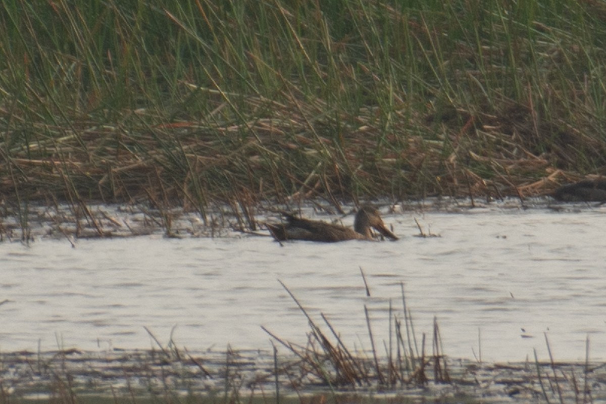 Mestolone - ML647749517