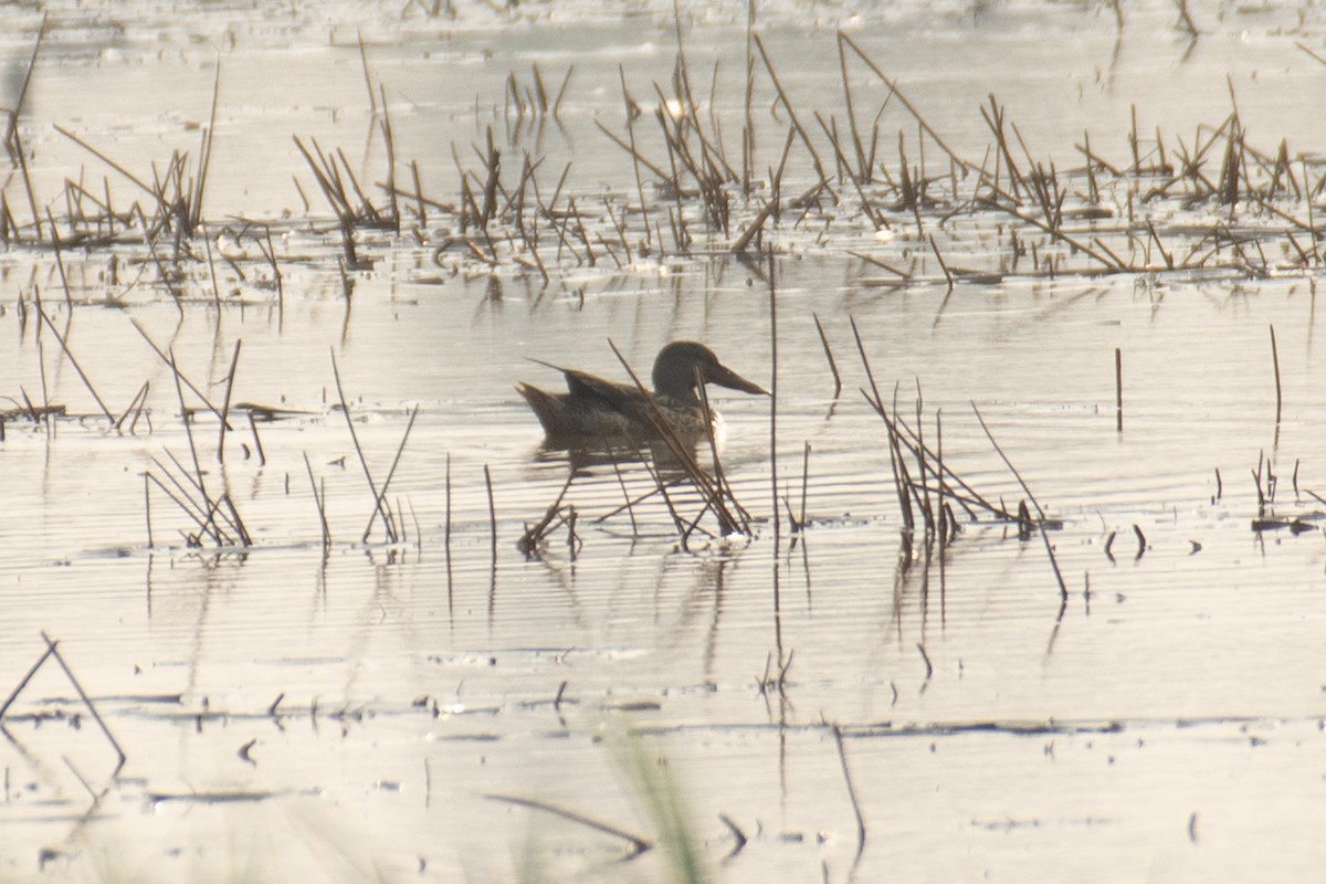 Mestolone - ML647749518