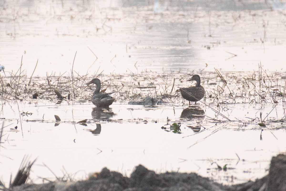 Mestolone - ML647749519