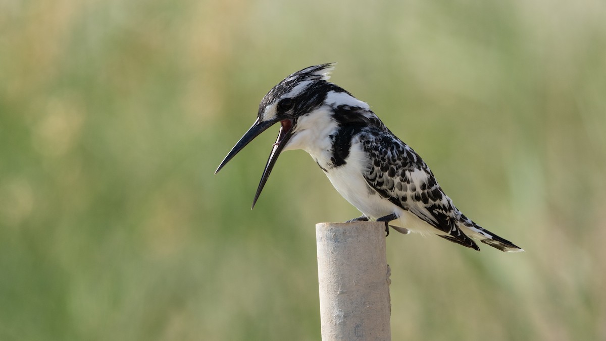 斑翡翠 - ML647749521