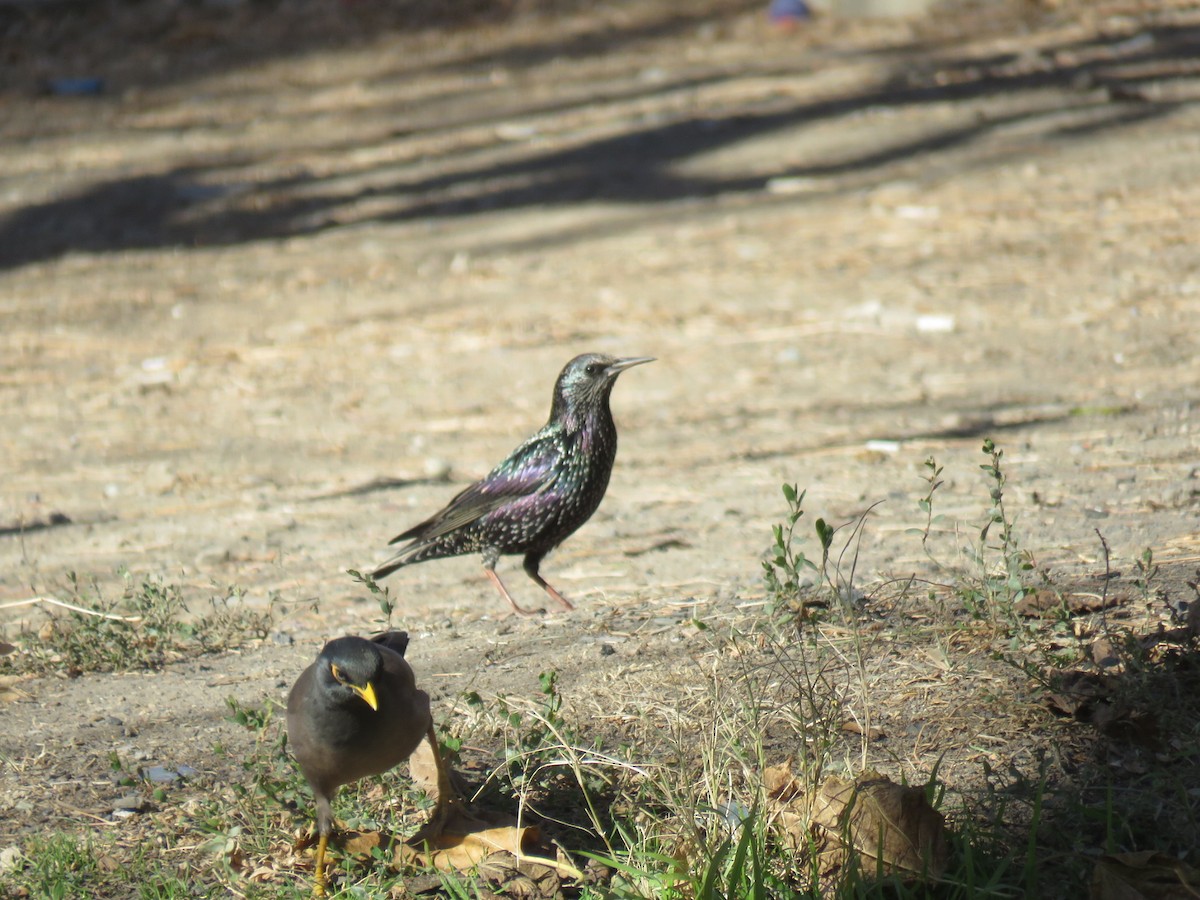 European Starling - ML647749528