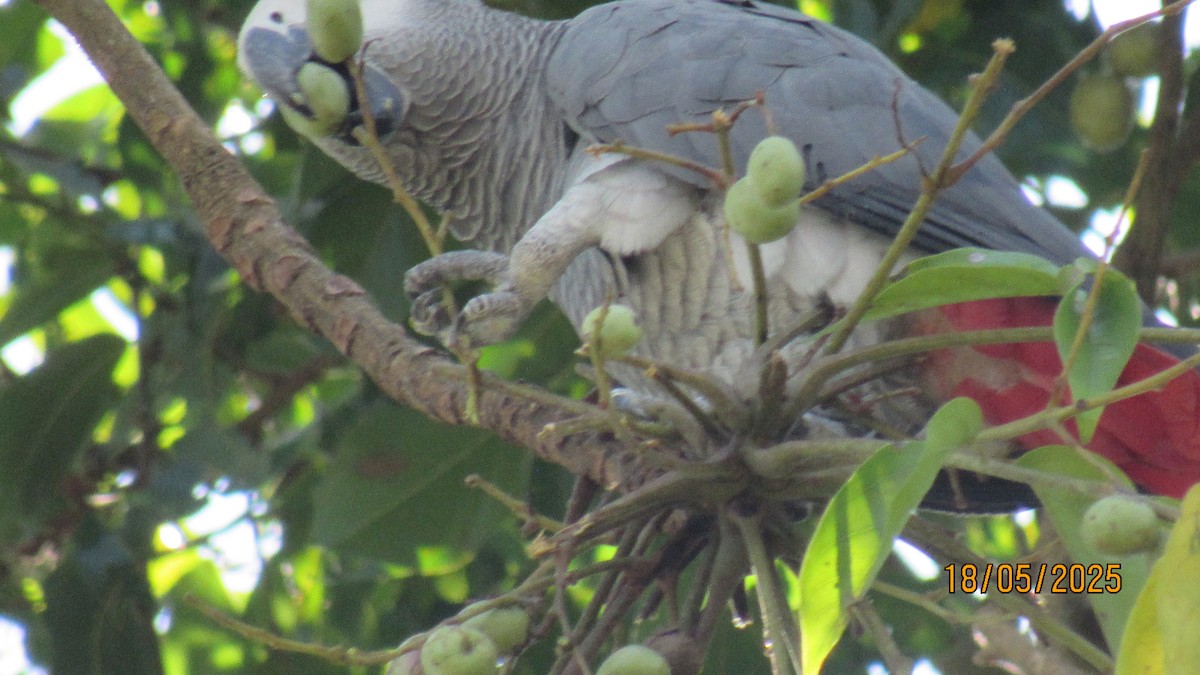 Gray Parrot - ML647749529