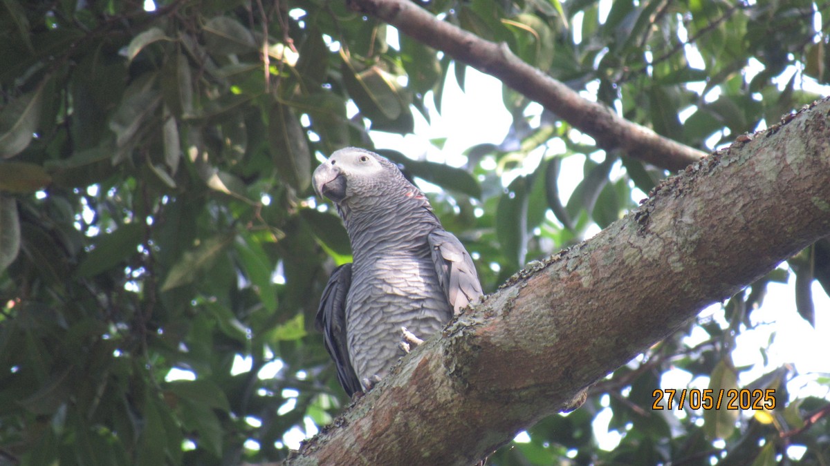 Gray Parrot - ML647749531