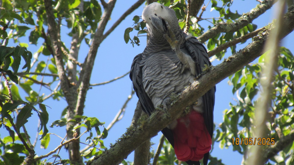 Gray Parrot - ML647749532