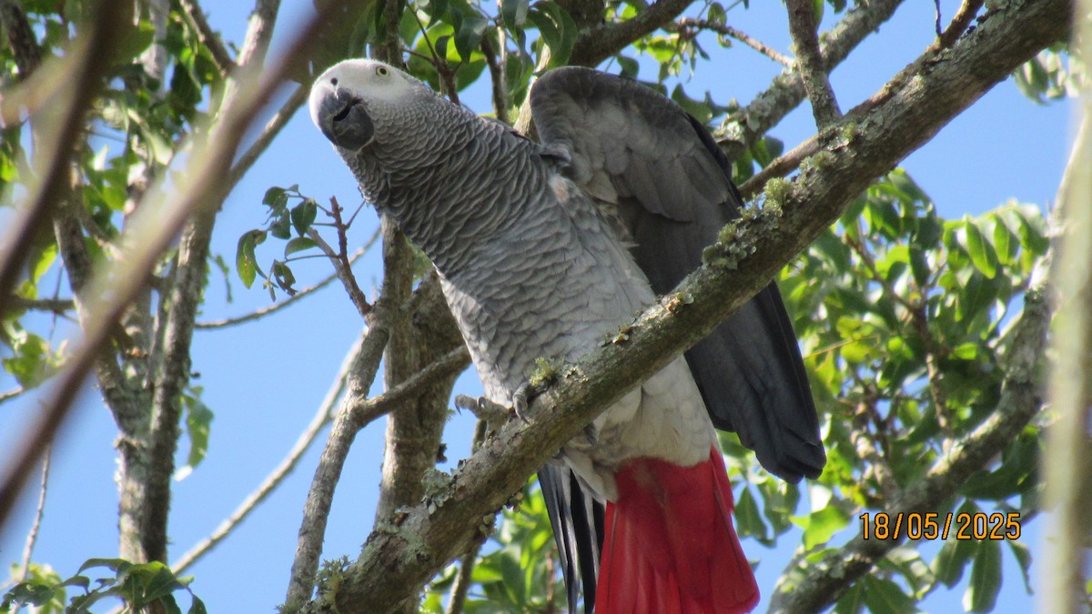 Gray Parrot - ML647749533