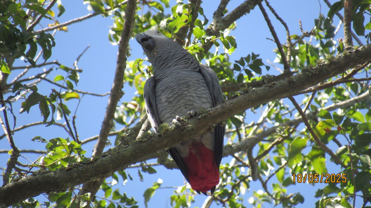 Gray Parrot - ML647749535