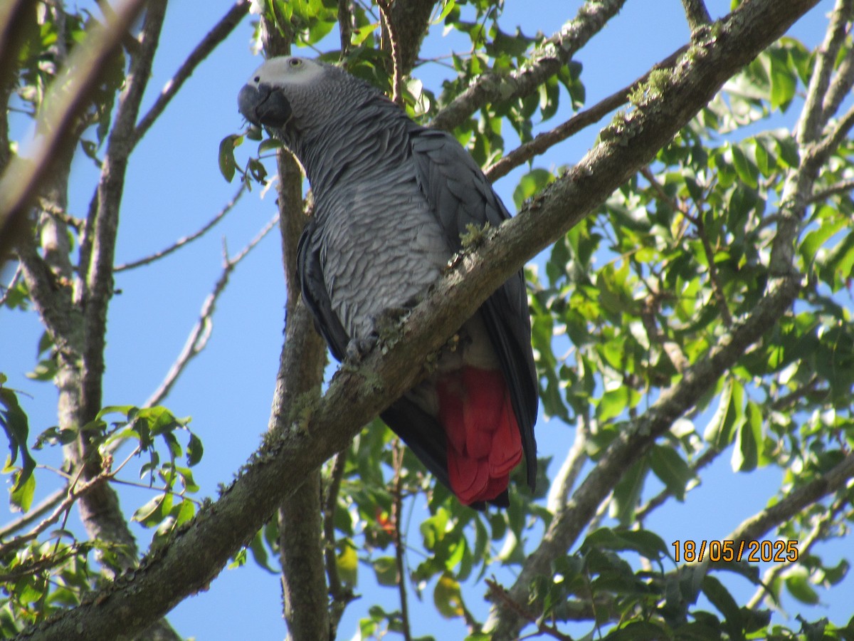 Папуга сірий - ML647749536