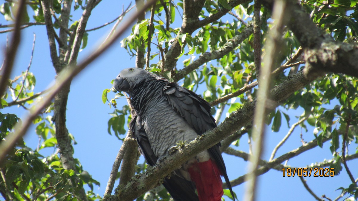 Папуга сірий - ML647749537