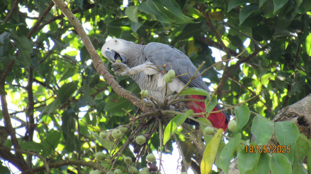 Папуга сірий - ML647749538