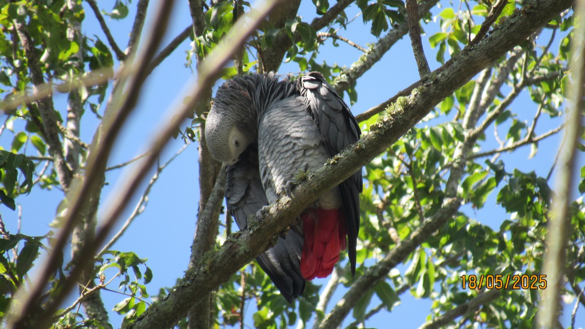 Папуга сірий - ML647749539