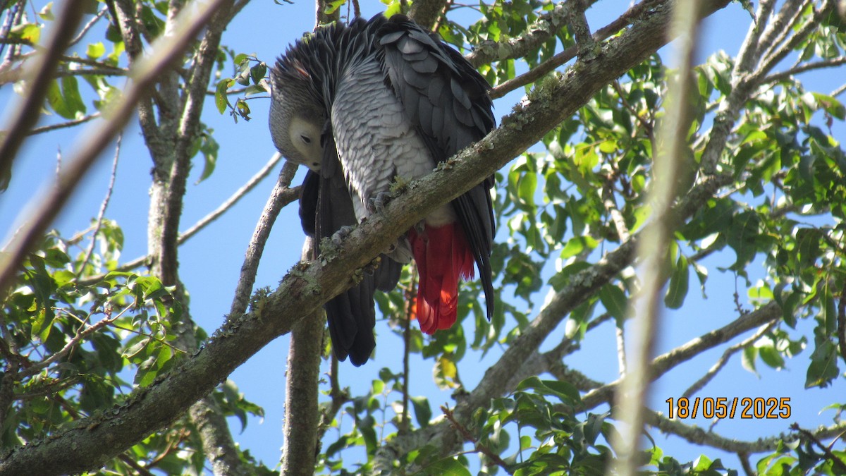Папуга сірий - ML647749540