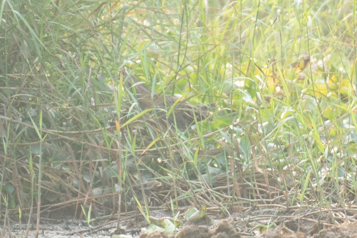 董雞 - ML647749546