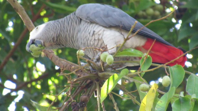 Папуга сірий - ML647749547