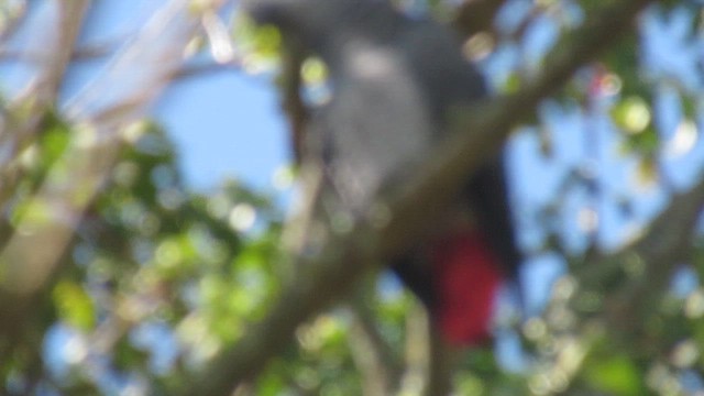 Папуга сірий - ML647749549