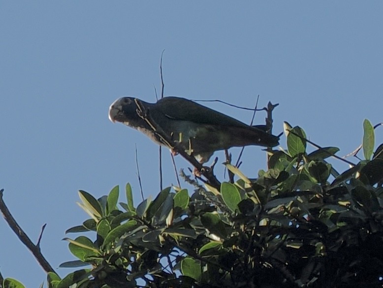 White-crowned Parrot - ML647749550
