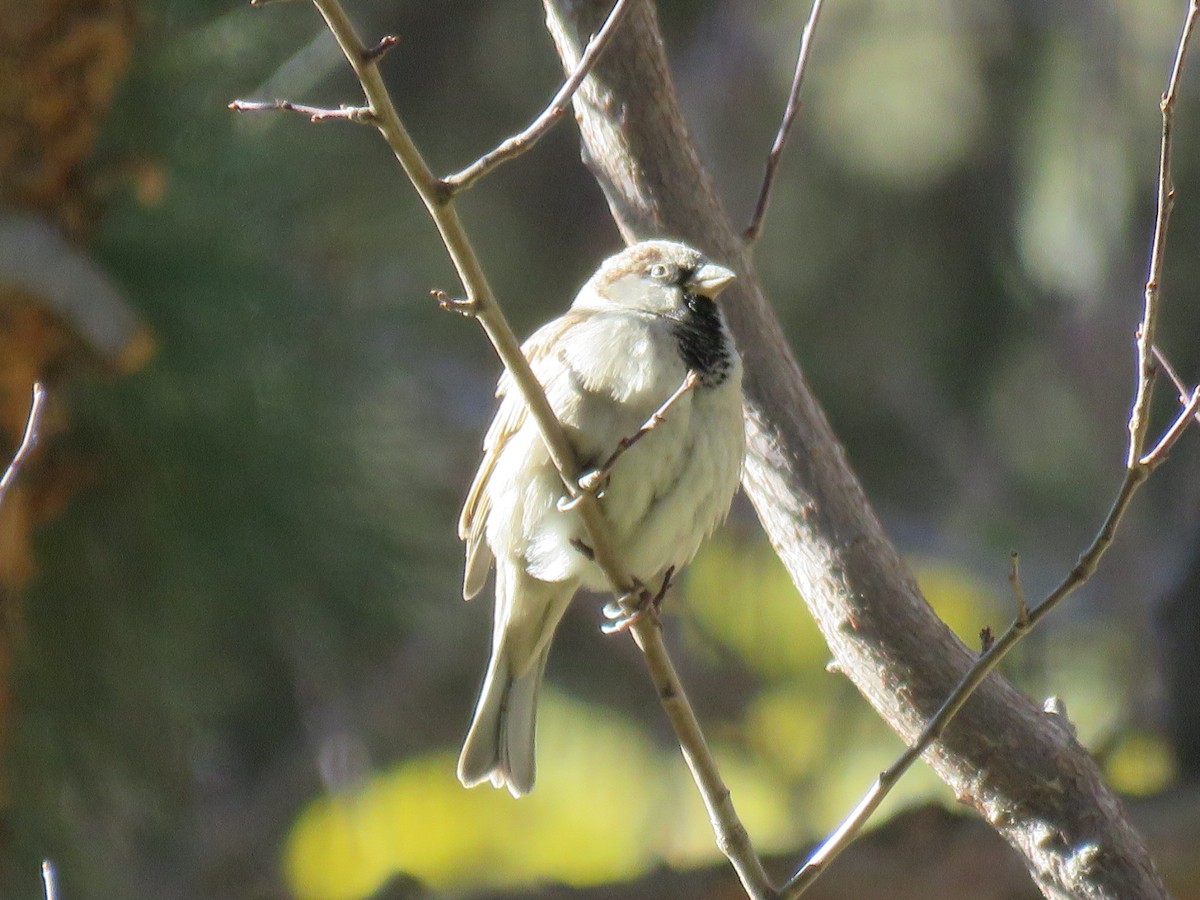 家麻雀 - ML647749552