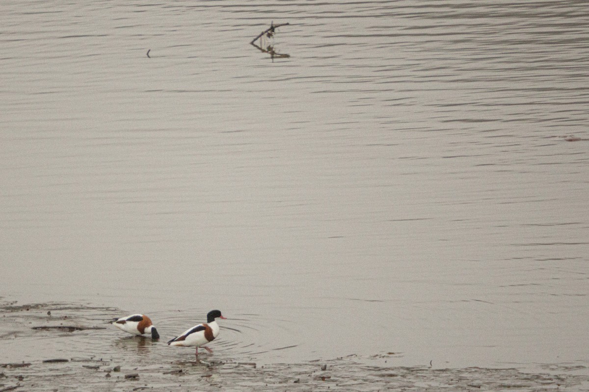 花鳧 - ML647749553