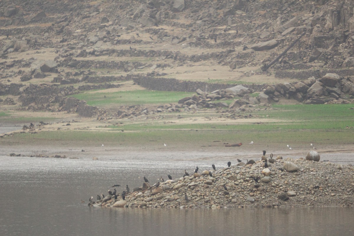 鸕鷀 - ML647749555