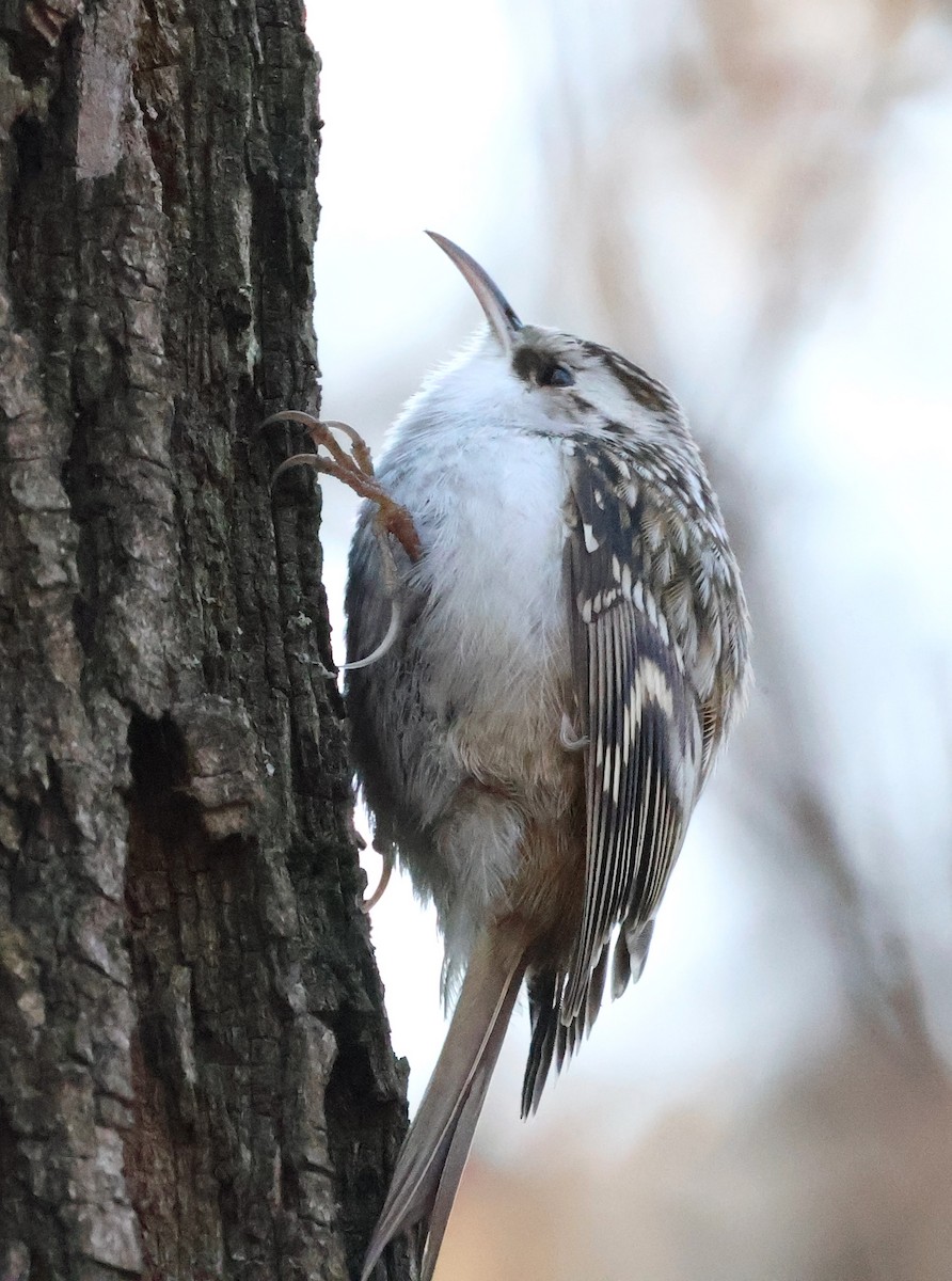 Eurasian Treecreeper - ML647749556