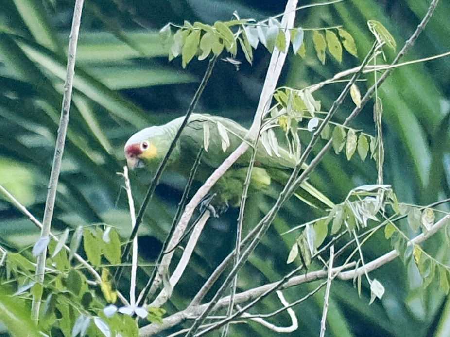 Red-lored Amazon - ML647749557