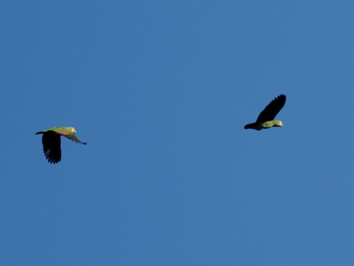 Red-lored Amazon - ML647749558