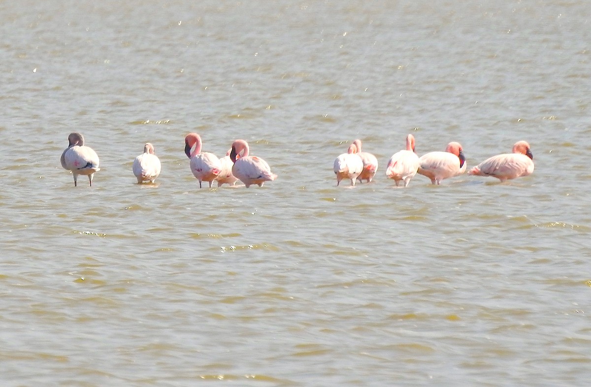 Lesser Flamingo - ML647749559
