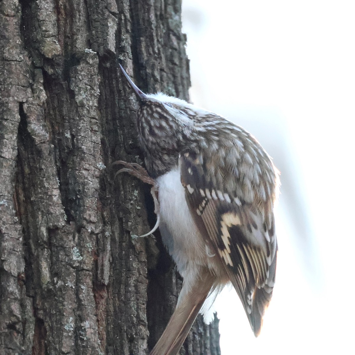 Eurasian Treecreeper - ML647749561