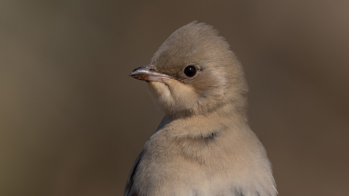 Hypocolius - ML647749562