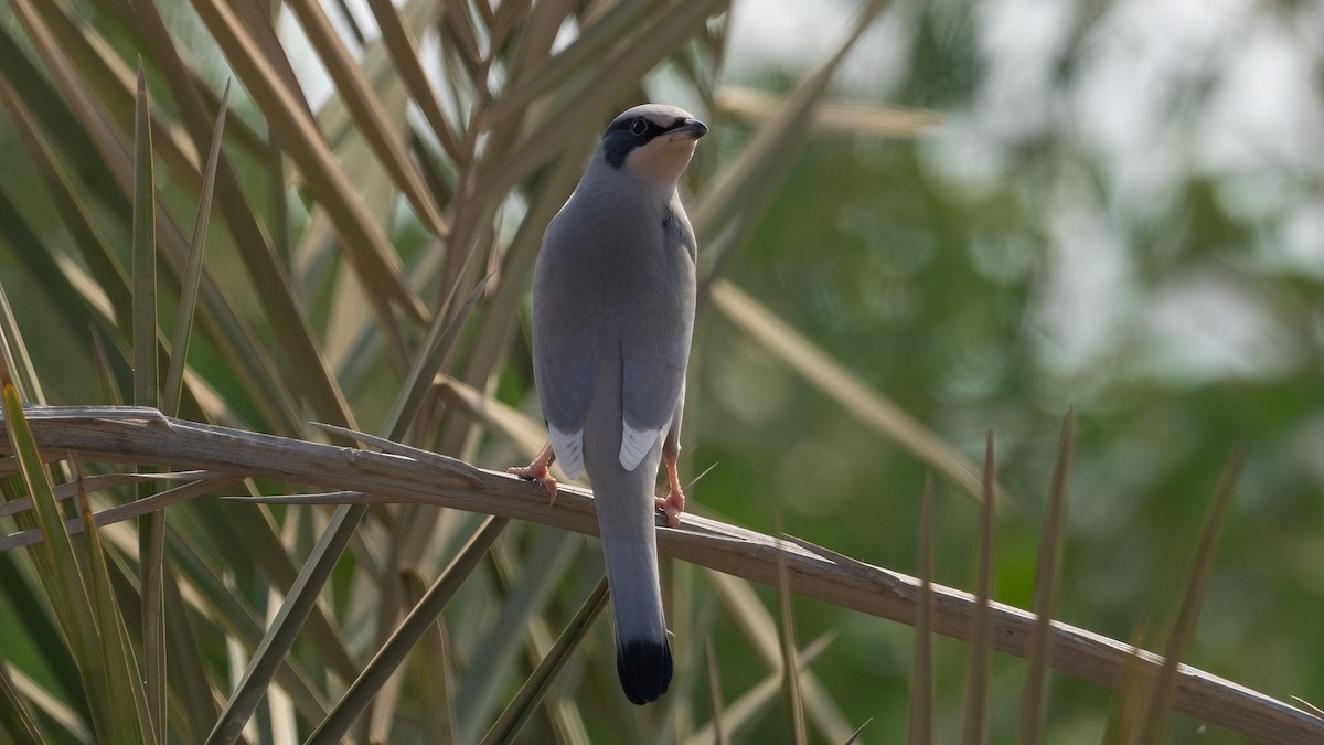 Hypocolius - ML647749563