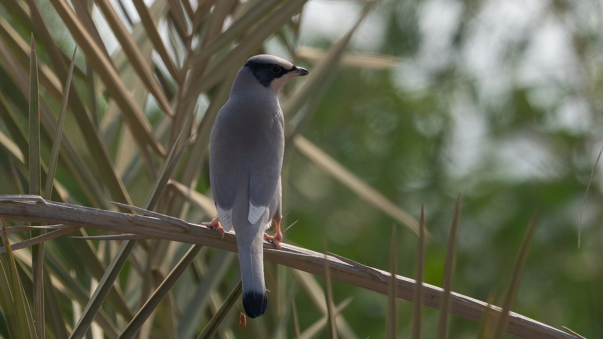 Hypocolius - ML647749564