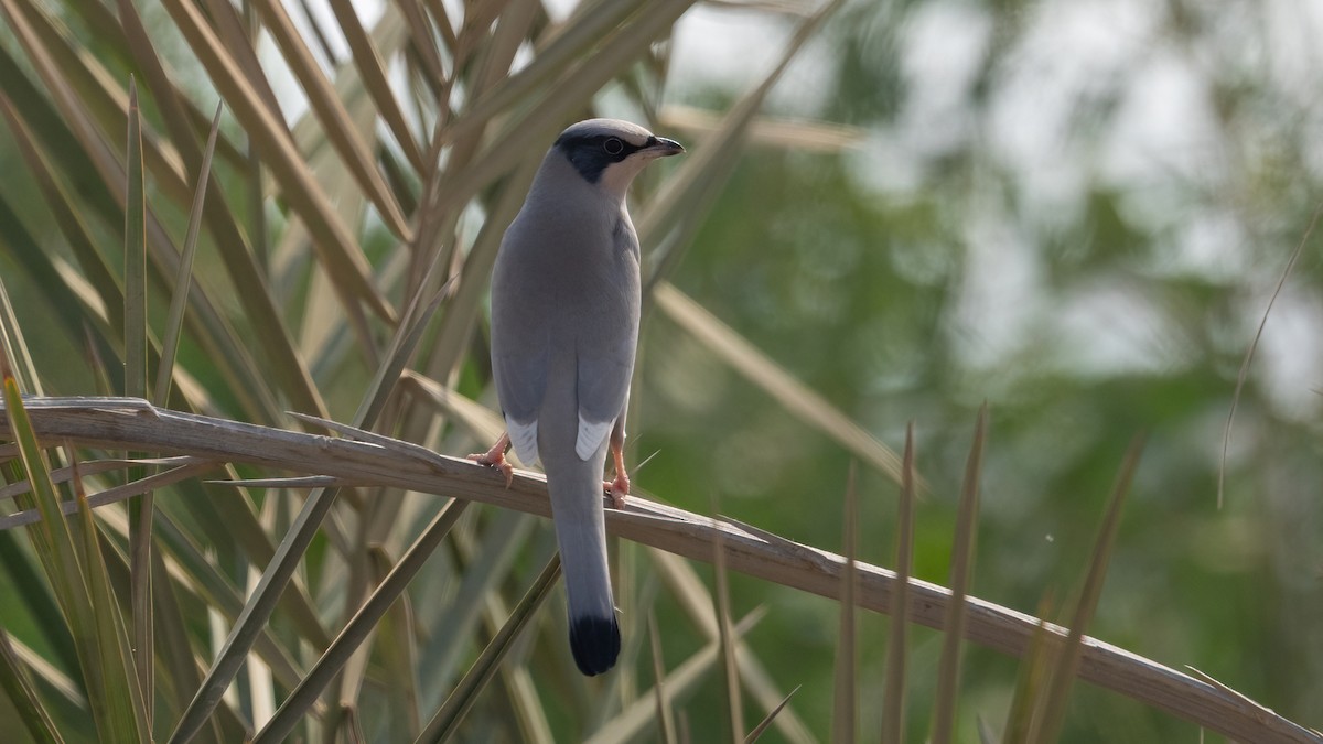 Hypocolius - ML647749565