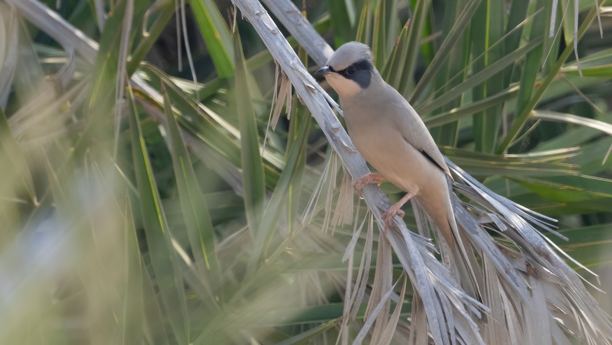 Hypocolius - ML647749566