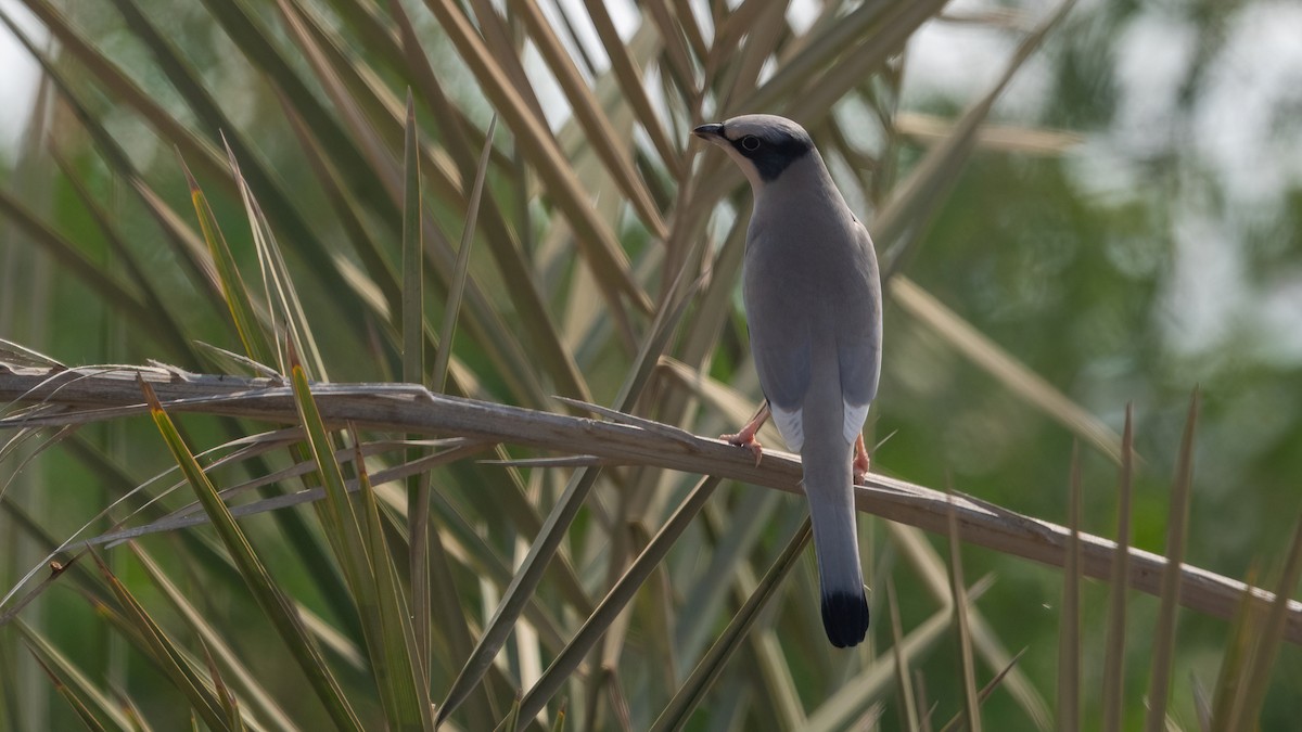 Hypocolius - ML647749567