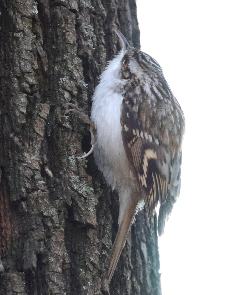 Eurasian Treecreeper - ML647749569