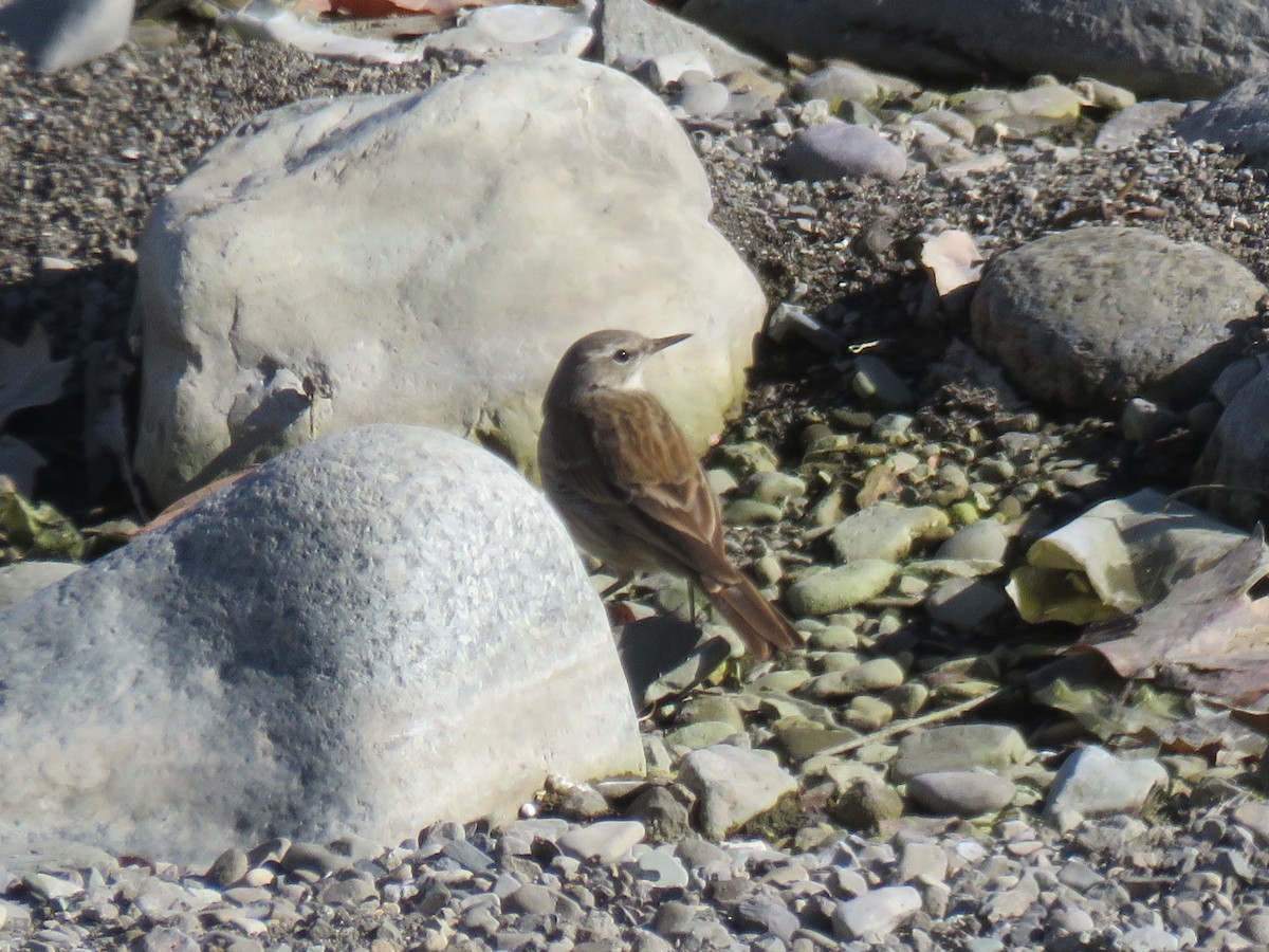 水鷚 - ML647749570