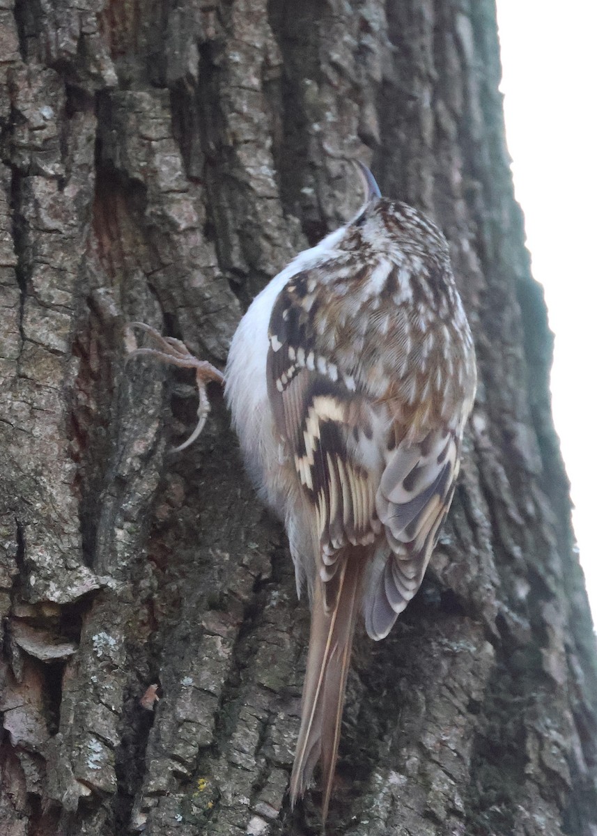 Eurasian Treecreeper - ML647749571