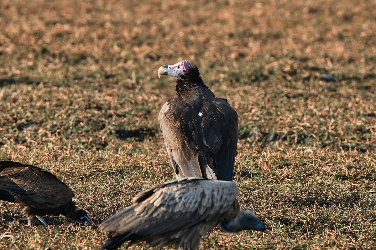 Lappet-faced Vulture - ML647749572