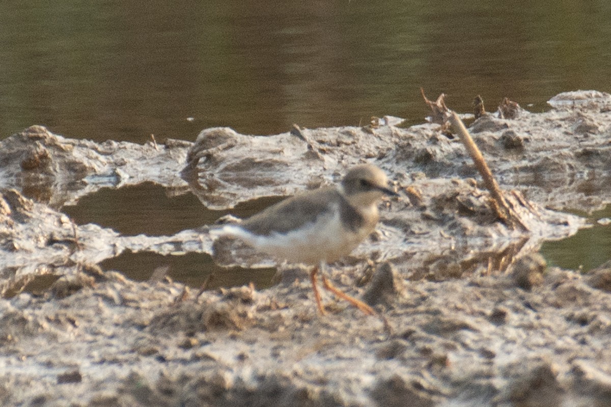 小環頸鴴 - ML647749573