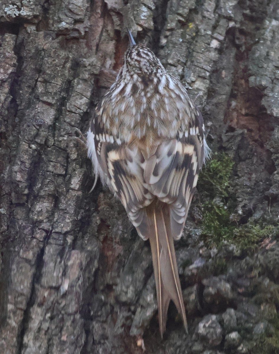 Eurasian Treecreeper - ML647749574