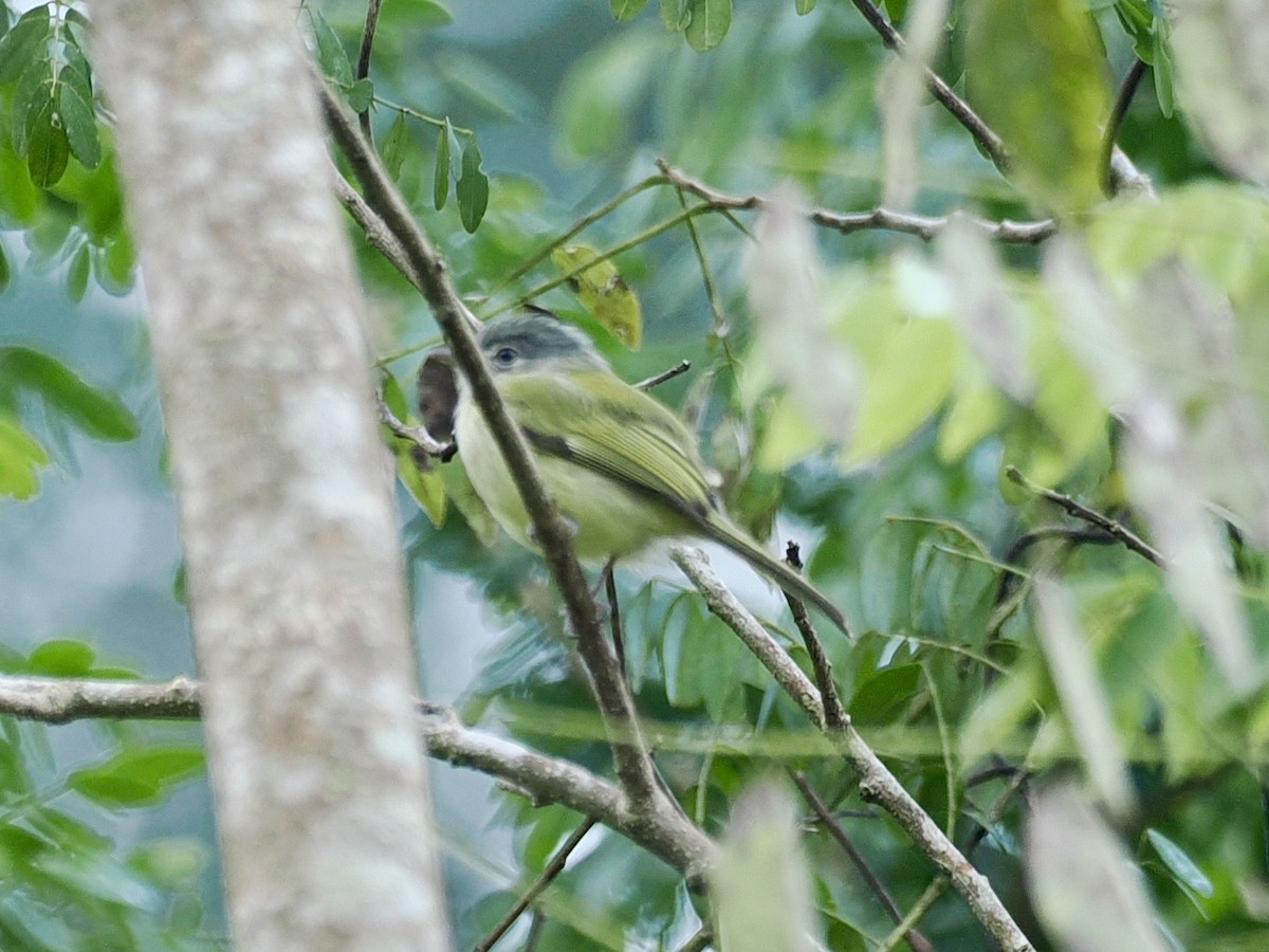 Yellow-olive Flatbill - ML647749575